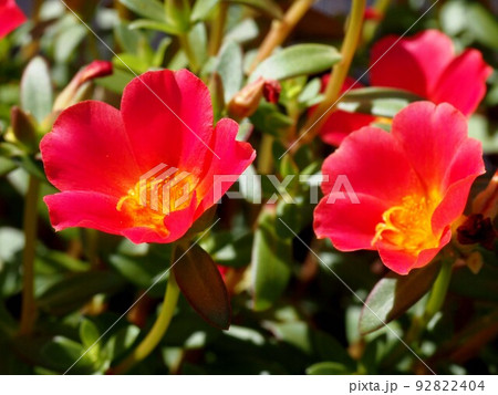朝日を浴びた赤いポーチュラカ（ハナスベリヒユ：花滑莧) 92822404