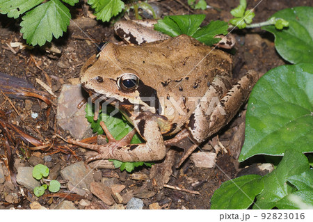 ヤマアカガエル 92823016