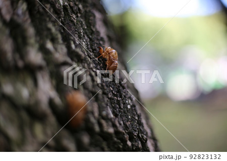 夏の木にとまったセミの抜け殻 92823132