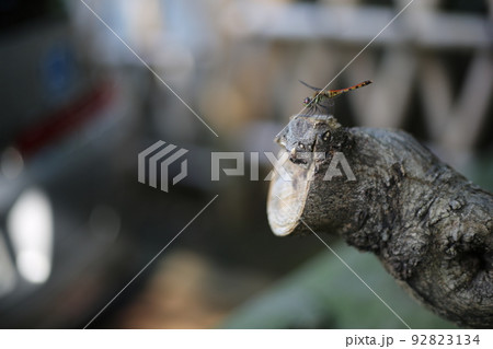 木に止まった赤とんぼ 92823134