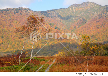 秋・尾瀬 秋・尾瀬 92823218