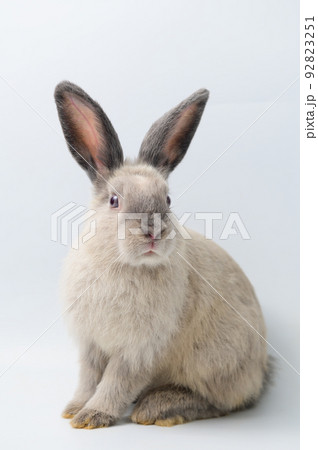 A cute rabbit sitting against white background 92823251