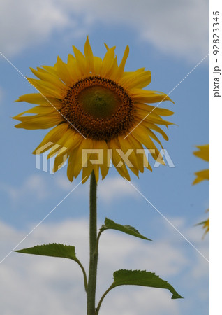 ひまわり畑 ひまわり畑 92823346