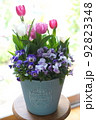 チューリップとビオラのオシャレな寄せ植え 92823348
