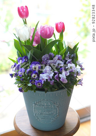 チューリップとビオラのオシャレな寄せ植え 92823348
