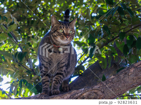 木登りするキジトラ猫の写真 木登りするキジトラ猫の写真 92823631