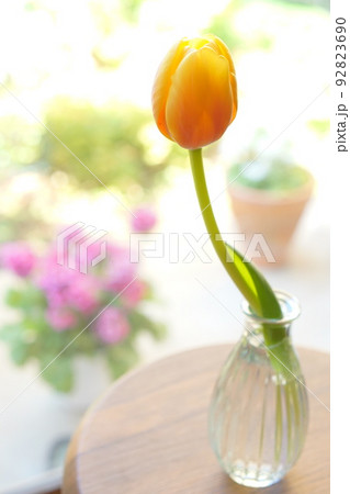 花瓶に飾られたオレンジのチューリップ 花瓶に飾られたオレンジのチューリップ 92823690