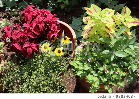 コリウスを使った花の寄せ植え コリウスを使った花の寄せ植え 92824037