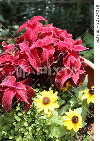 コリウスを使った夏の花寄せ植え コリウスを使った夏の花寄せ植え 92824038