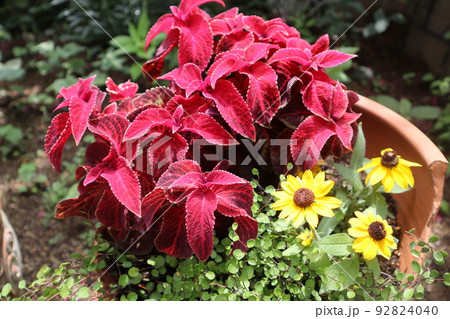 割れたテラコッタに花の寄せ植え 割れたテラコッタに花の寄せ植え 92824040