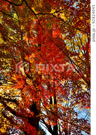 東京 代々木公園の紅葉 もみじ 東京 代々木公園の紅葉 もみじ 92824045