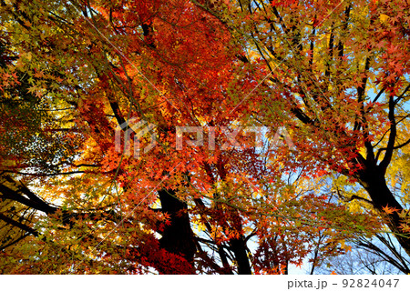 東京　代々木公園の紅葉 もみじ 92824047