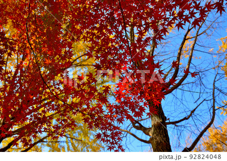 東京 代々木公園の紅葉 もみじ 東京 代々木公園の紅葉 もみじ 92824048