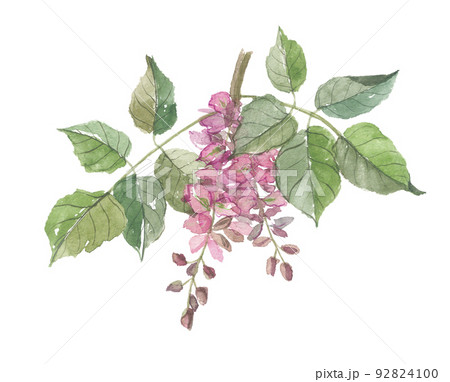 クロヨナ 花 クロヨナ 花 92824100