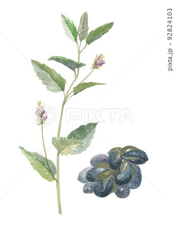 オランダビユ 花と実 オランダビユ 花と実 92824103