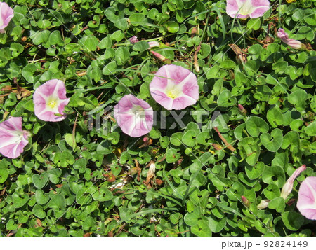 検見川浜の海岸で花を開いた浜昼顔の桃色の花 92824149