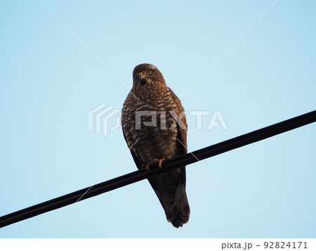 小太りサシバ 92824171