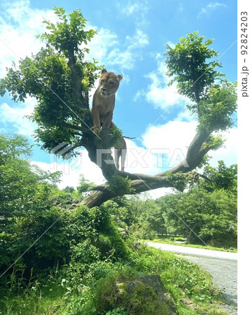木登りライオン 92824203
