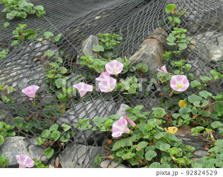 検見川浜の海岸で花を開いた浜昼顔の桃色の花 92824529