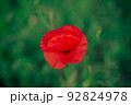 Wild poppy flower. One flower 92824978