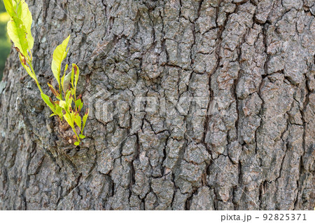 木の樹皮のテクスチャパターン（ハンノキ） 92825371