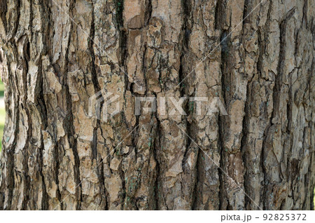 木の樹皮のテクスチャパターン(クスノキ) 木の樹皮のテクスチャパターン(クスノキ) 92825372