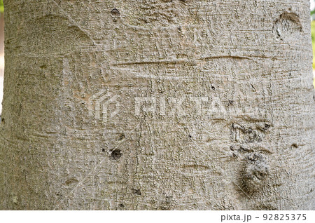 タイトル : 木の樹皮のテクスチャパターン（ヤマモモ） 92825375