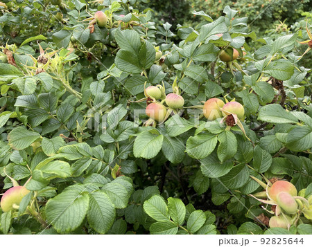Red rosehip berries on a branch. The season of autumn berries. A natural source of vitamin C. Red rosehip berries on a branch. The season of autumn berries. A natural source of vitamin C. 92825644
