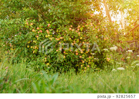 Ripe apples in the garden ready for harvest, selective focus, autumn season Ripe apples in the garden ready for harvest, selective focus, autumn season 92825657