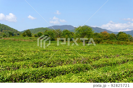 Fields of tea, harvest. Natural selection, Fresh tea leaves at the tea farm Fields of tea, harvest. Natural selection, Fresh tea leaves at the tea farm 92825721