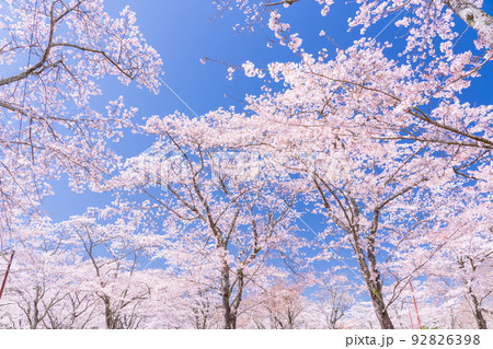 桜・満開 92826398