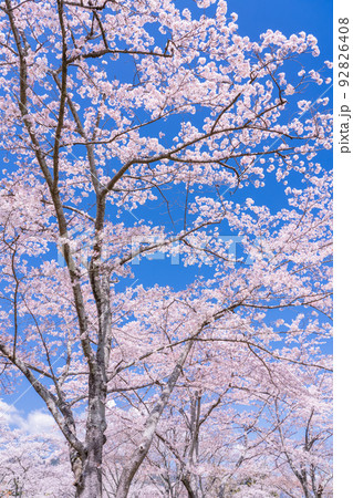 桜・満開 92826408