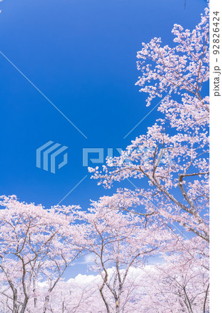 桜・満開 92826424