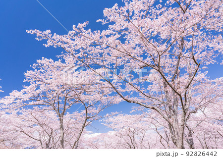 桜・満開 92826442