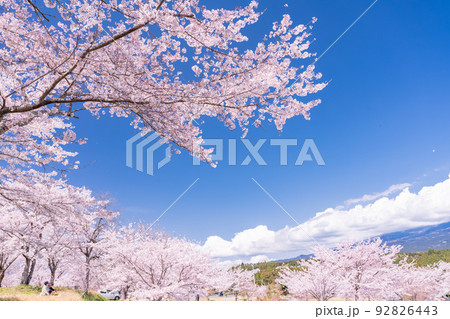 桜・満開 92826443