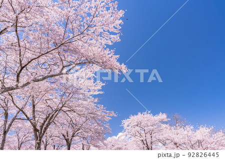 桜・満開 92826445