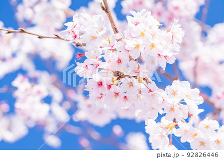 桜・満開 92826446