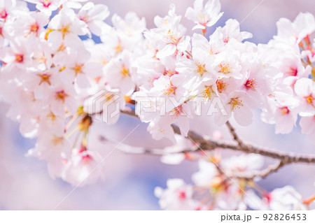 桜・満開 92826453