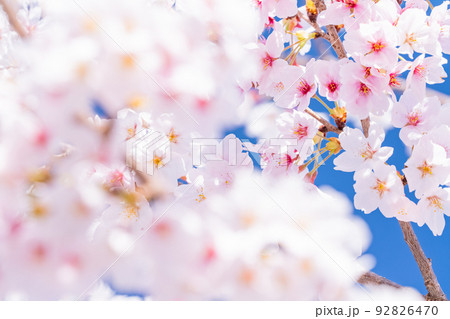 桜・満開 92826470