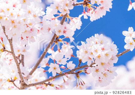 桜・満開 92826483