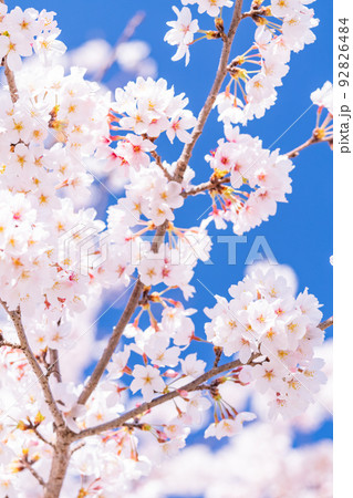 桜・満開 92826484