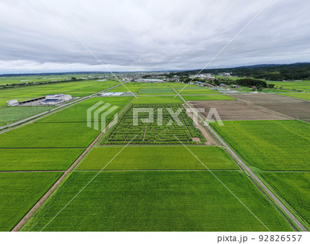 とうもろこし畑の迷路 空撮 とうもろこし畑の迷路 空撮 92826557
