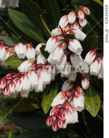 リュウキュウアセビ　琉球馬酔木、学名：Pieris koidzumiana  92826688