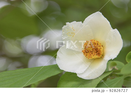 シャラの花 シャラの花 92826727