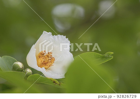 シャラの花 シャラの花 92826729