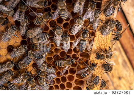 Queen bee. Bee brood on honeycombs. Hatching young bees, pupae, larvae, bee eggs. Queen bee. Bee brood on honeycombs. Hatching young bees, pupae, larvae, bee eggs. 92827602