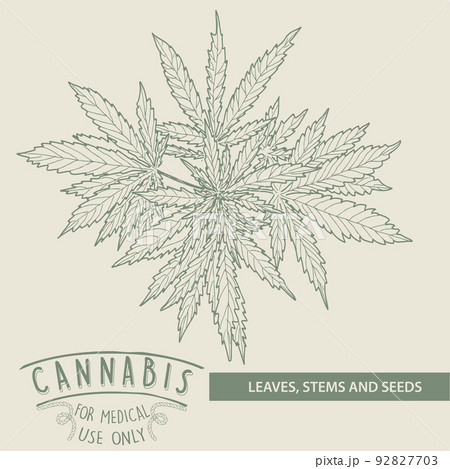 Hand Drawn Sketch Of Cannabis Marijuana Hemp のイラスト素材