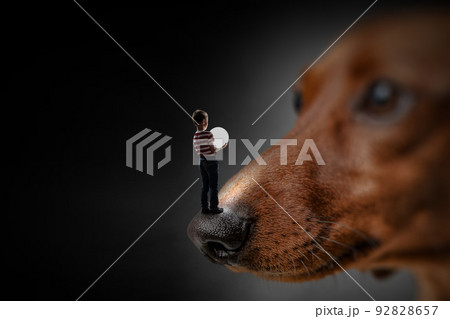 Little boy on dog nose 92828657