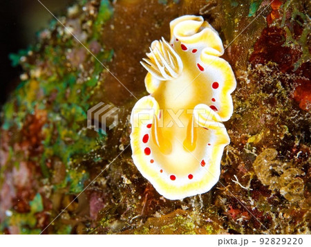 アカテンイロウミウシ アカテンイロウミウシ 92829220