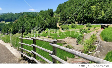 青空と深緑に映える棚田の青田［四谷千枚田/愛知県新城市］ 92829256